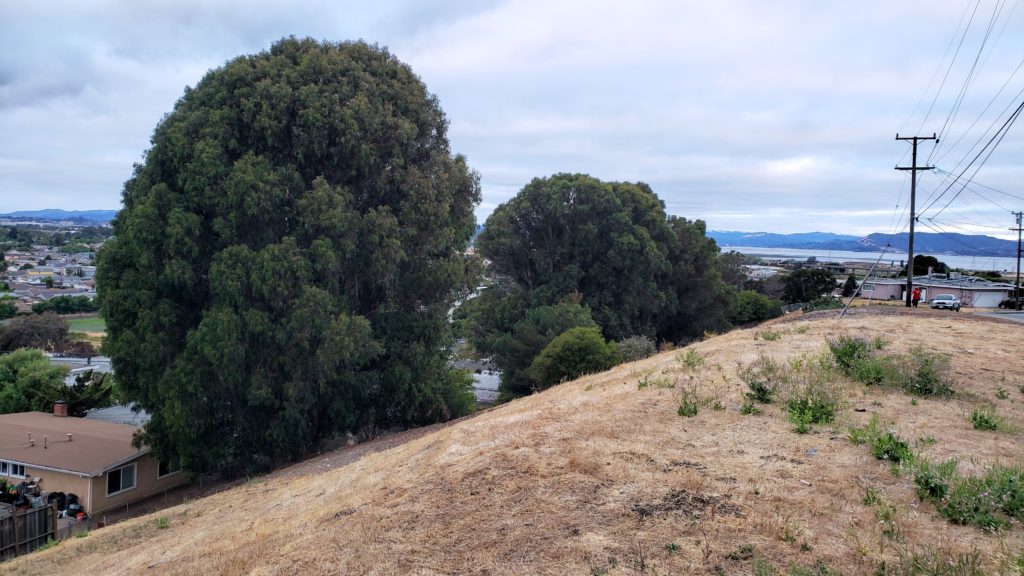 panoramic view of trees and water