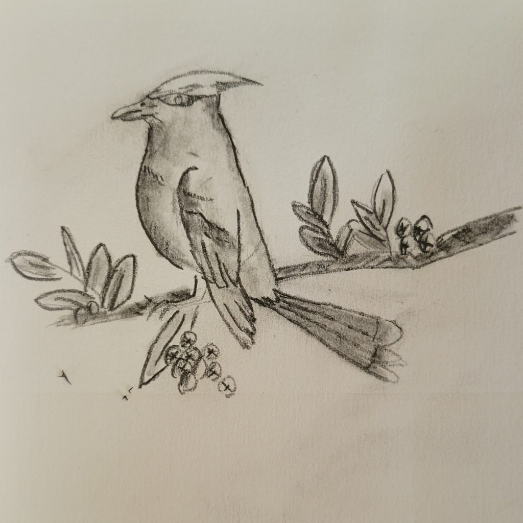 sketch of bird on branch